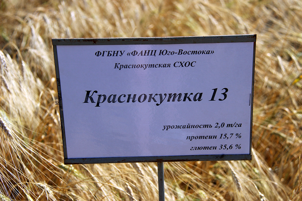 краснокутка 13
