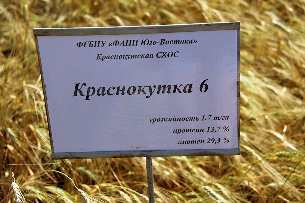 краснокутка 6