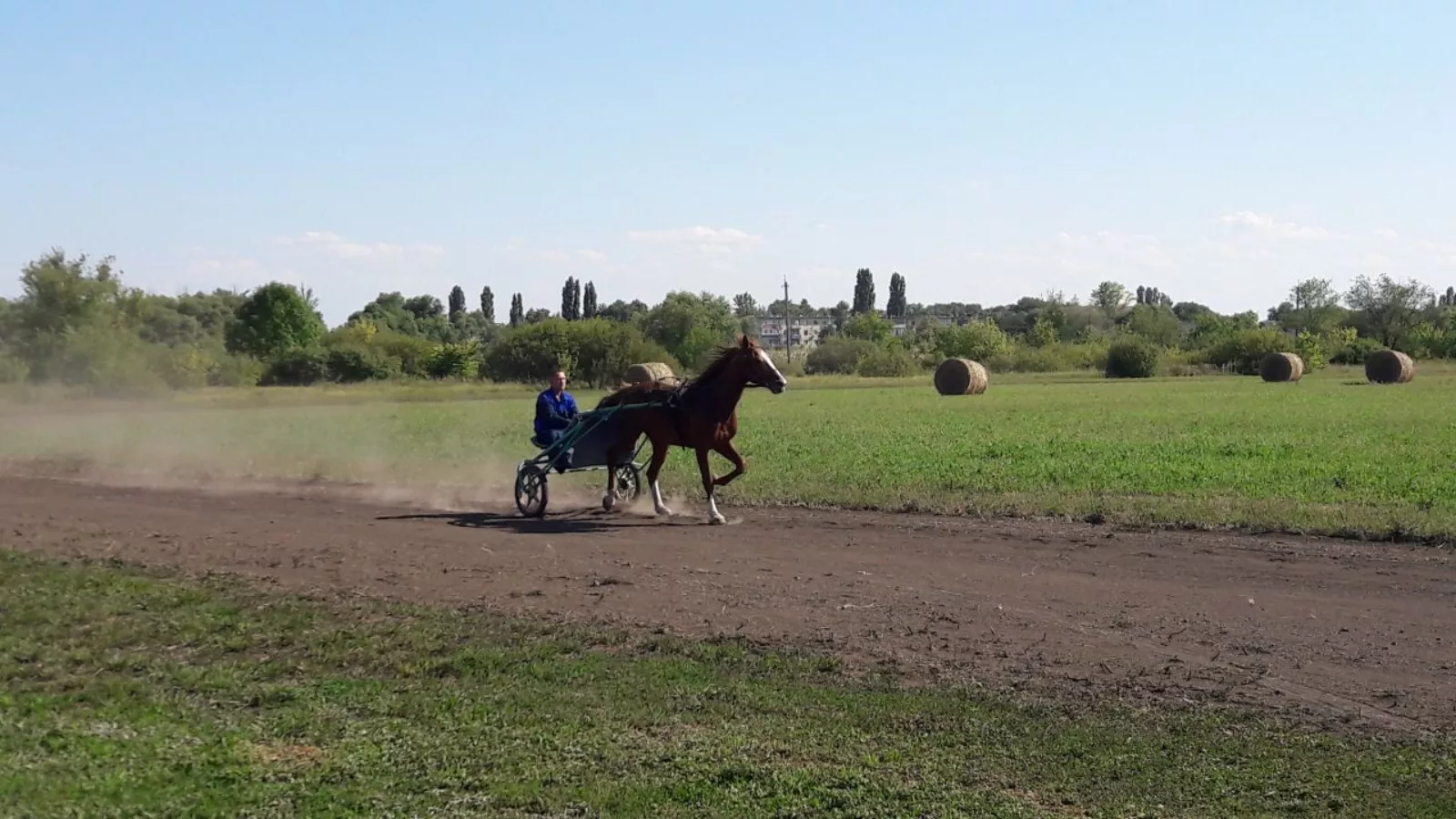 ООО «Еланский конный завод»,Русский рысак,Валерий Радаев,2019 