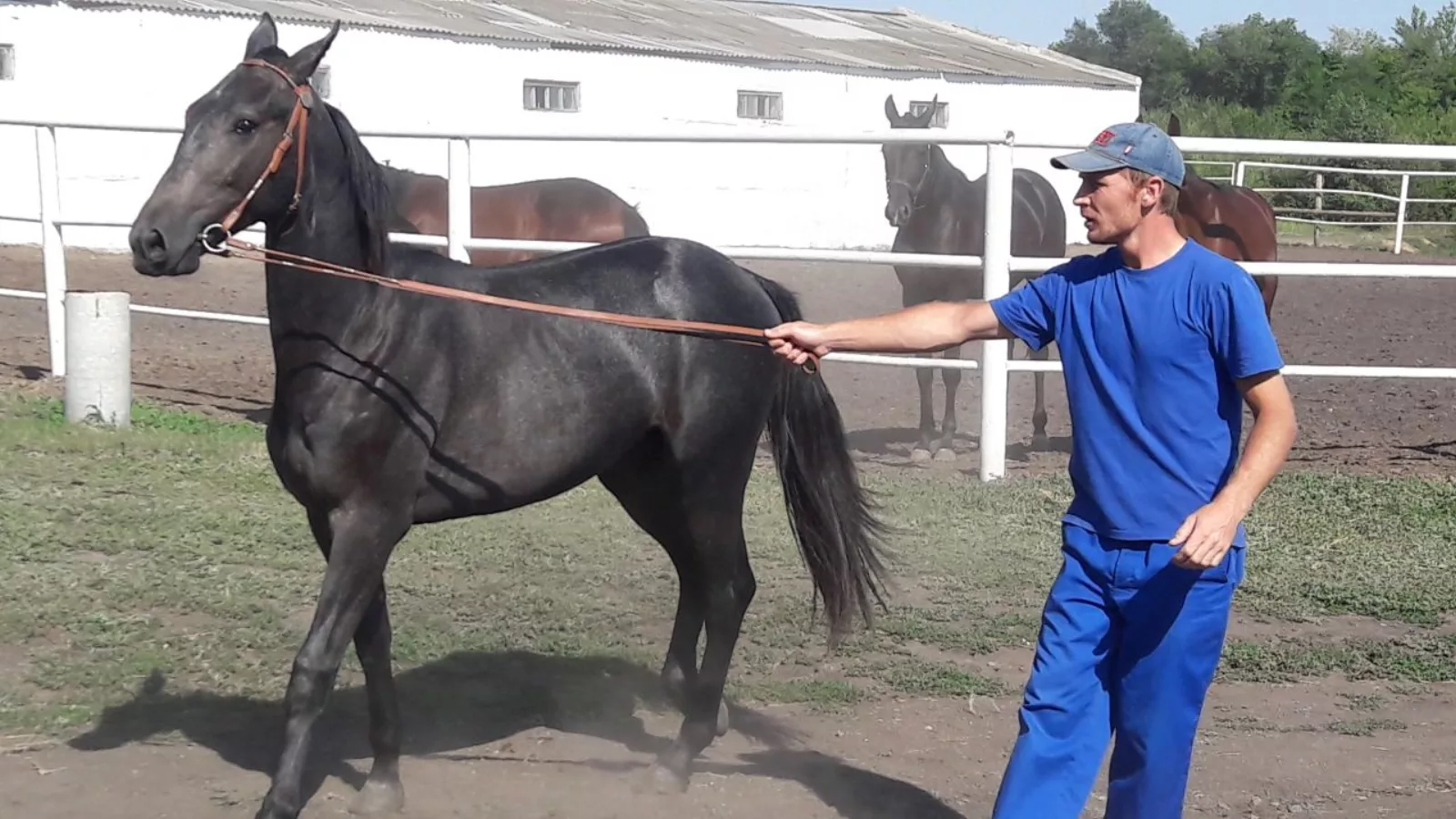 ООО «Еланский конный завод»,Русский рысак,Валерий Радаев,2019
