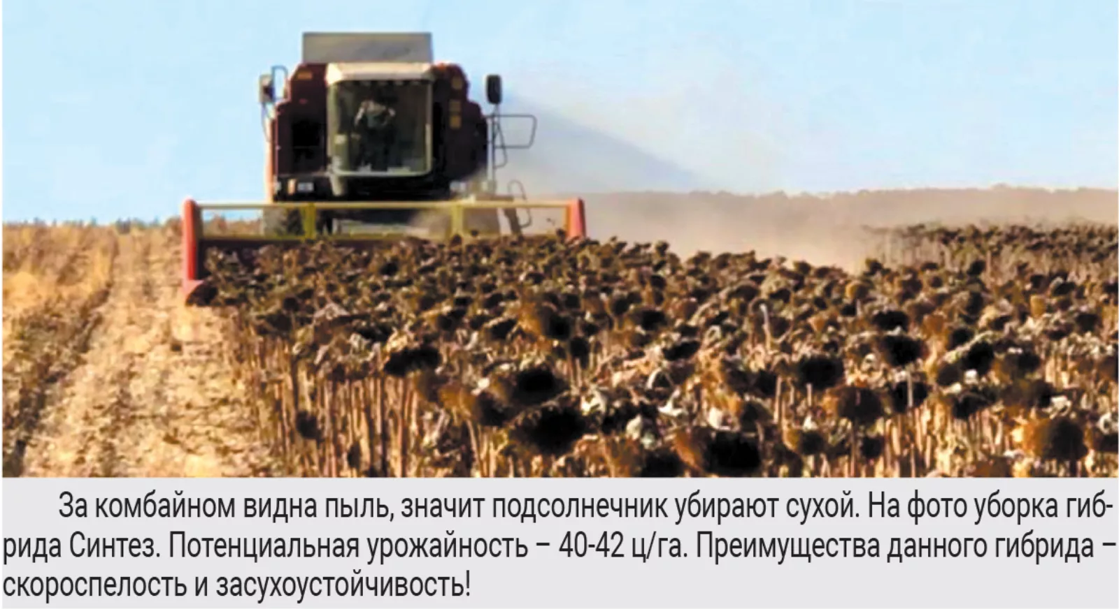 В рамках государственной программы импортозамещения в научно-производственном объединении «Алтай»* созданы новые высокопродуктивные скороспелые гибриды подсолнечника Синтез и Союз